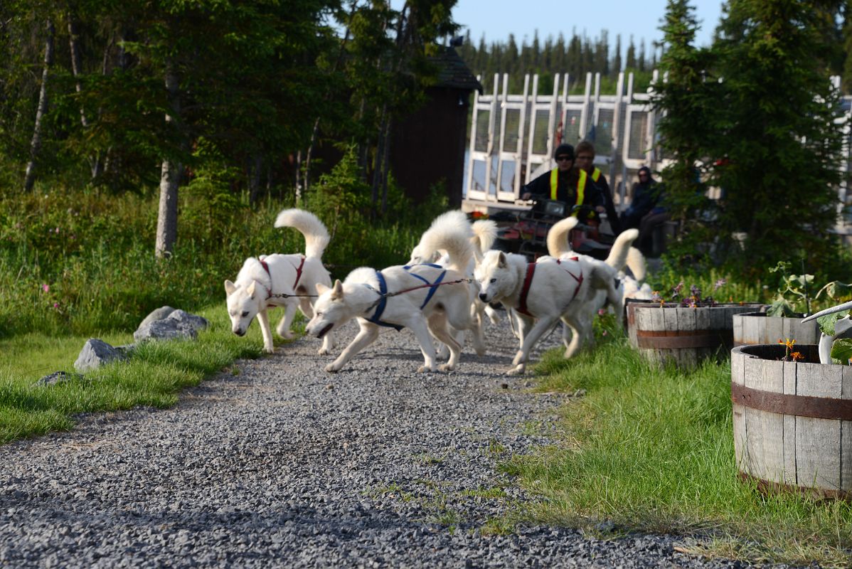 34B Every Morning In The Summer The White Husky Dogs Go For A Run At The Arctic Chalet in Inuvik Northwest Territories